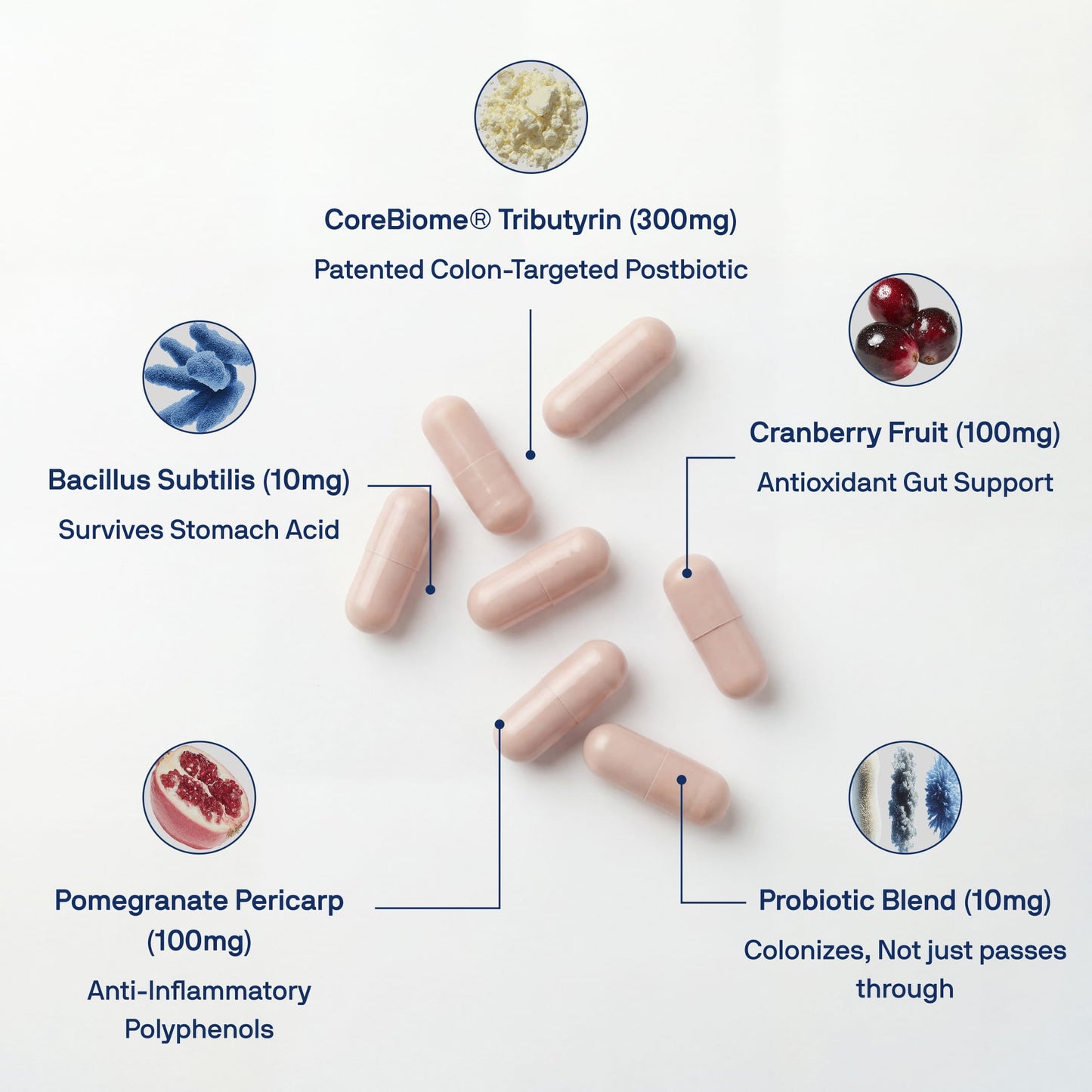 Daily Tribiotic (Pre+Pro+Postbiotic)